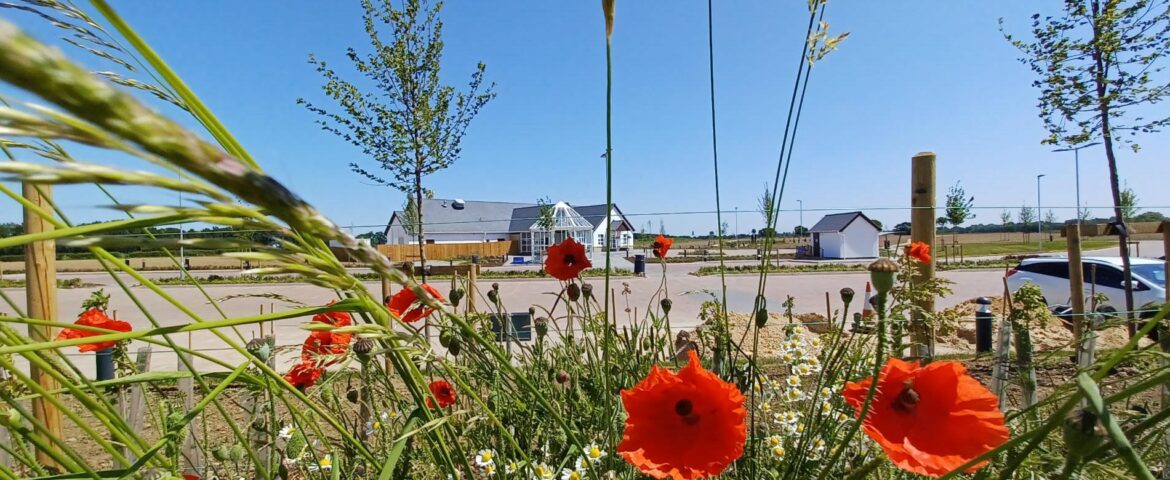 Doncaster Crematorium Poppies